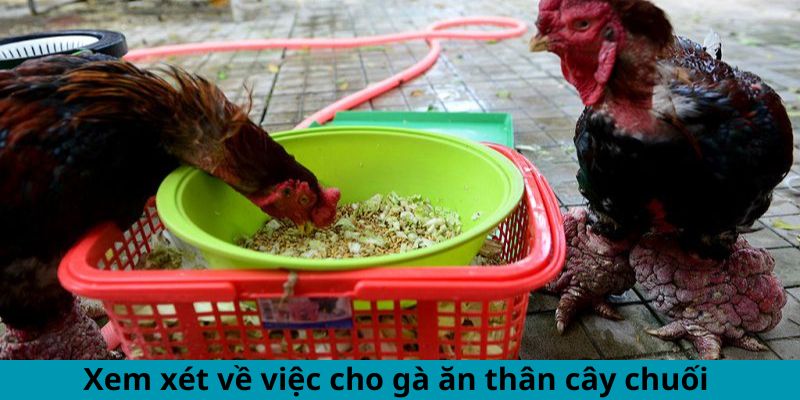 Cách Cho Gà Ăn Thân Cây Chuối Đúng Cách Hiệu Quả Bất Ngờ 1 Trang Chủ Jun88.com #1 Việt Nam Xem xét về việc cho gà ăn thân cây chuối