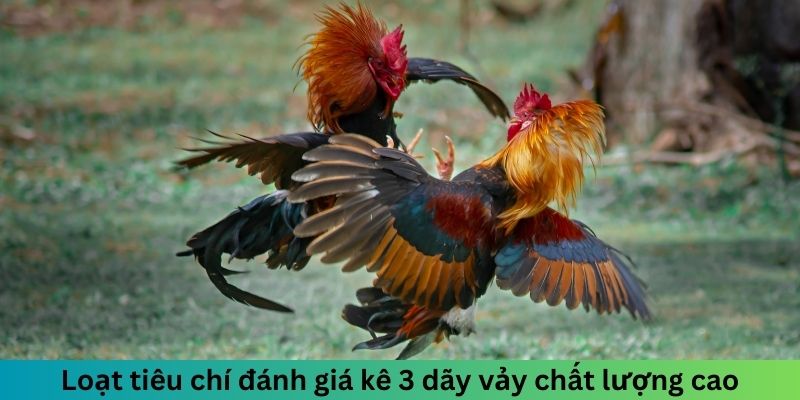 Loạt tiêu chí đánh giá kê 3 dãy vảy chất lượng cao